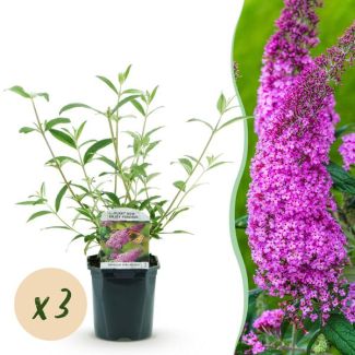 3 pièces de Buddleja rose
