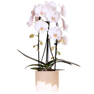 Orchidée Papillon Niagara Falls en pot décorative Bloom Sand