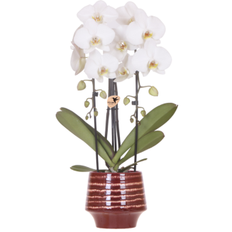 Orchidée Papillon Niagara Falls dans le pot décoratif Moonstone Burgundy