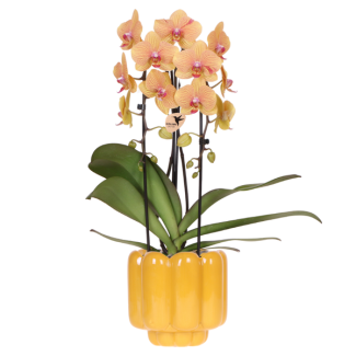 Orchidée papillon Sunny Bunny dans un pot décoratif rétro ocre