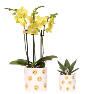 Ensemble Smiley, Orchidée Papillon Albenga + Succulent dans Pot Décoratif Smiley