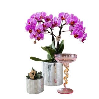 Orchidée Papillon Vienne dans un pot décoratif Disco