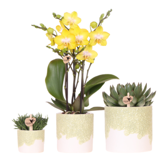 Ensemble Bloom Green; Orchidée Papillon Albenga + Plante Verte dans un pot décoratif Bloom Green.