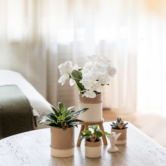 Ensemble en bambou ; Orchidée papillon Amabilis + Plante verte dans un pot décoratif en bambou sable.