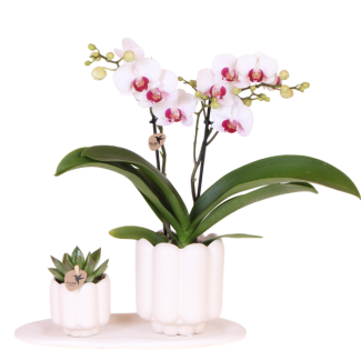 Ensemble Retro White ; Orchidée Papillon Gibraltar + Plante verte dans un pot décoratif Retro White sur plateau