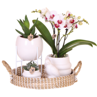 Ensemble Large White; Orchidée Papillon Gibraltar + Plantes Vertes dans un Pot Décoratif sur un Plateau