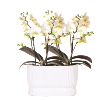 2 Orchidées Papillon Lausanne dans un Pot Décoratif Diabolo Twin White