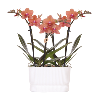 2 Orchidées Papillon Bolzano dans le Pot Décoratif Diabolo Twin Blanc