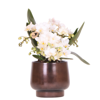 Orchidée Papillon Nazaré dans un pot en cuivre Scandic