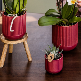 Orchidée Papillon Narbonne Niagara Falls dans Pot Flare Rouge