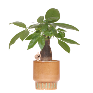 Arbre à monnaie dans un pot en bold