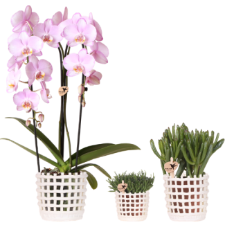 Orchidée Papillon Rose Niagara Falls + Plante Verte dans Pot Décoratif Mesh Blanc