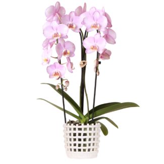 Orchidée Papillon Rose Niagara Falls dans pot décoratif Mesh Blanc