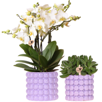 Orchidée papillon Lausanne + Plante verte dans un pot décoratif Poppy violet