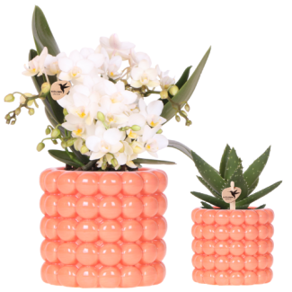 Orchidée Papillon Nazare en pot décorative orange coquelicot