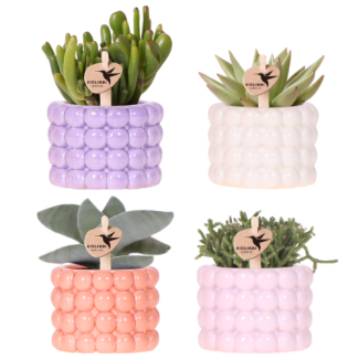 Mélange Poppy, Violet - Blanc - Pêche - Rose + Plantes grasses