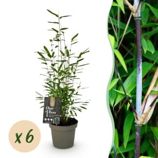 6 plants de bambou 'Black Dragon' (non envahissant)