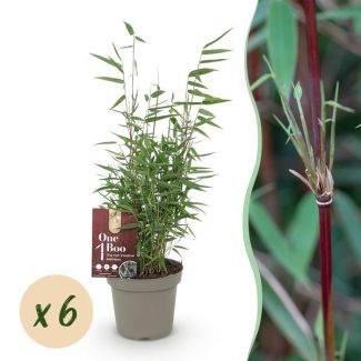6 plants de bambou 'Asian Wonder' (non envahissant)