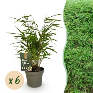 6 plants de bambou 'Rufa' (non traçant)