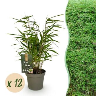 12 plants de bambou 'Rufa' (non traçant)