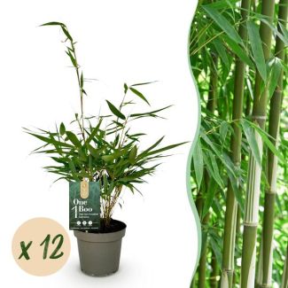 Bambou Fargesia 'Pingwu' (non traçant)