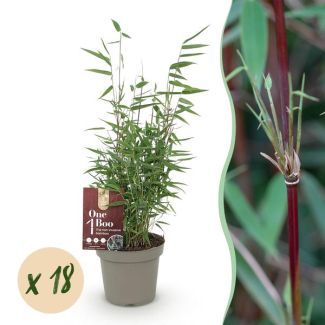 18 plantes de bambou 'Red Dragon' (non traçant)