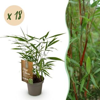 18 plants de bambou 'AsianWonder' (non traçant)