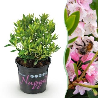 Rhododendron nain rose clair