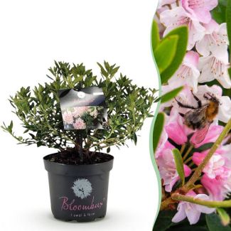 Rhododendron nain rose pâle