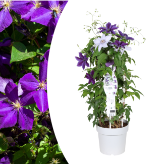 Mélange de clématites bleu violacé / violet-bleu