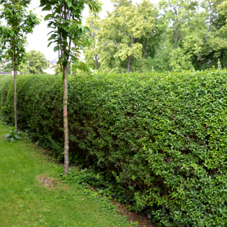 50 pièces Troène / Troène de haie