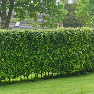 50 plantes Charme commun (Carpinus betulus)