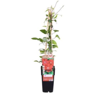 Clématite à fleurs rouge profond | 1, 3 ou 4 pièces
