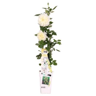 Rose Crème