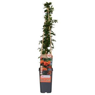 Aubépine Orange