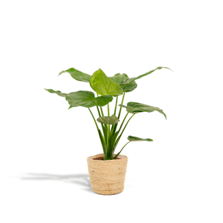 Alocasia Cucullata - Ø 19 cm - H 65 cm + panier Selin