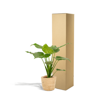 Alocasia Cucullata - Ø 19 cm - H 65 cm + panier Selin
