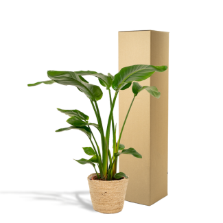Strelitzia Nicolai - Ø19 cm - ↕90 cm + panier Selin