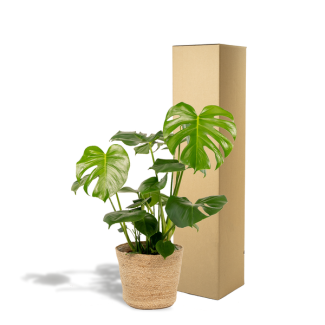 Plante Monstera dans le panier Selin