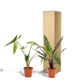 Lot de 2 plantes d'intérieur Alocasia