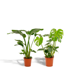 Strelitzia nicolai - Ø 19 cm - H 85 cm + Monstera deliciosa - Ø 21 cm - H 75 cm