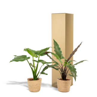 Deux plantes Alocasia dans un panier (Alocasia Cucullata ↕60cm + Alocasia Lauterbachiana ↕75cm)