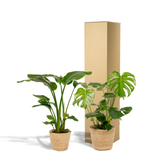Plante oiseau de paradis & plante à trous avec paniers Selin