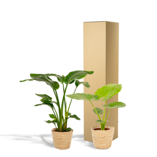 Strelitzia Nicolai + Alocasia Macrorrhiza dans le panier Selin - ↕85cm, ↕70cm Ø19cm