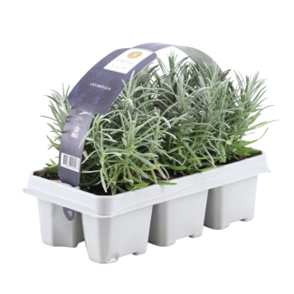 Lavande, 1x6 pièces, Couleur Violet, Arbuste, Plante, Méditerranéen, pack de 6 Lavandula angustifolia - 6 x Ø7 cm - ↕15 cm