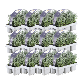 Lavande, 72 pièces, Couleur Violet, Arbustes, Haie, Méditerranéen, 12 x set de 6 Lavandula angustifolia - 72 x Ø7 cm - ↕15 cm