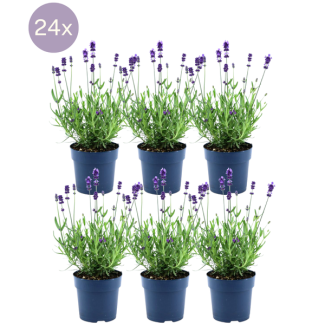 Plante de lavande, 24 pièces, Couleur violet-bleu, Haie, Lavandula angustifolia Felice® - Ø12 cm - ↕25 cm