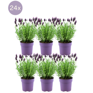 La Lavande à toupet, 24 pièces, Couleur Lilas/Violet, Plantes de jardin, Haie, Lavandula stoechas Anouk® - Ø12 cm - ↕25 cm