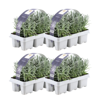 Lavande, nombre 24, Couleur Violet, Arbuste, Arbrisseau, Méditerranéen, pack de 6 Lavandula angustifolia - 6 x Ø7 cm - ↕15 cm