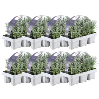 Lavande, 48 pièces, couleur violet, arbuste, plante, méditerranéen, pack de 6 Lavandula angustifolia - 6 x Ø7 cm - ↕15 cm